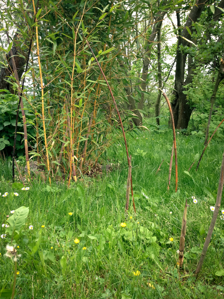 Phyllostachys aureosulcata přírůstky 24. 5. 2015