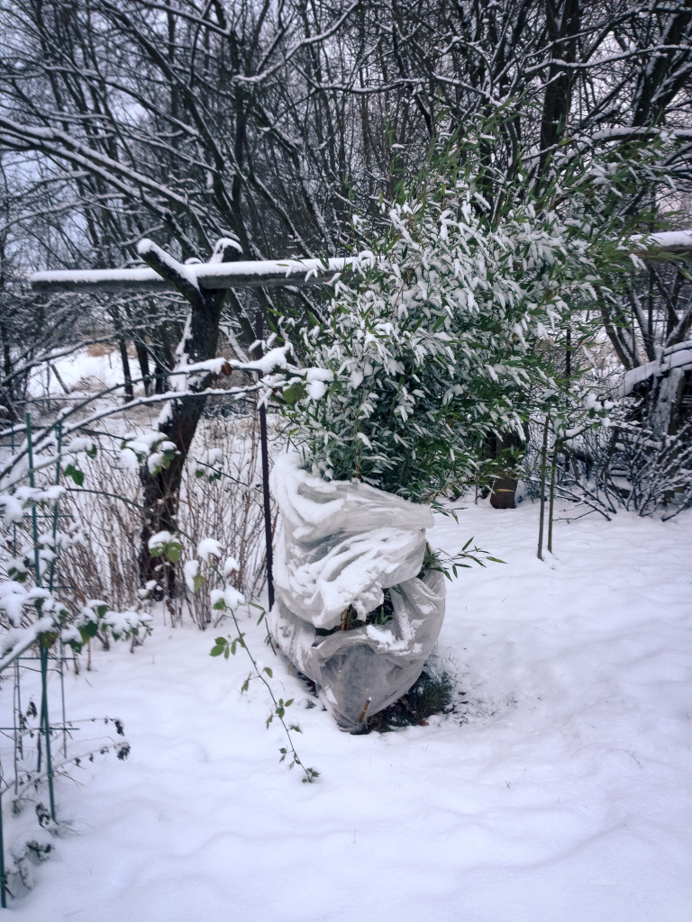 Odkopaný Phyllostachys aureosulcata 30. 12. 2014