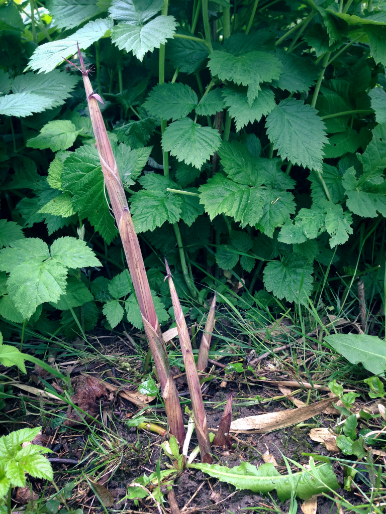 Phyllostachys aureosulcata přírůstky 24. 5. 2015