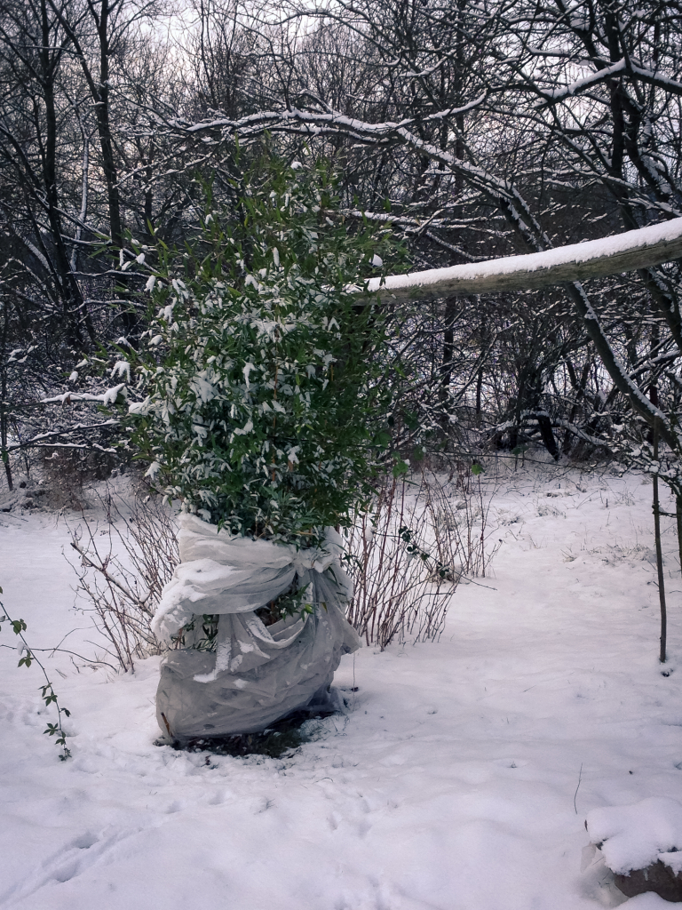 Odkopaný Phyllostachys aureosulcata 30. 12. 2014