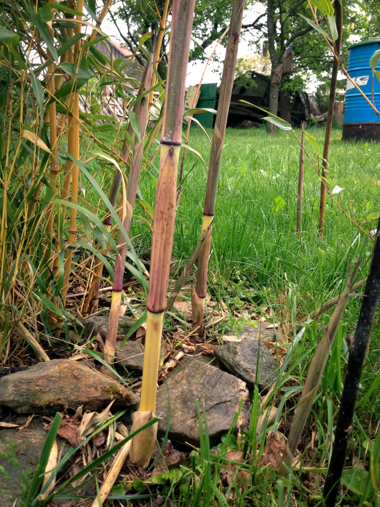 Phyllostachys aureosulcata přírůstky 24. 5. 2015