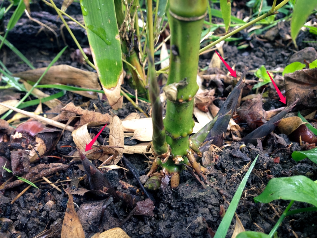 Phyllostachys atrovaginata přírůstky 24. 5. 2015