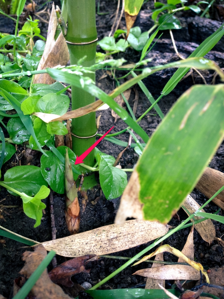 Phyllostachys atrovaginata přírůstky 24. 5. 2015