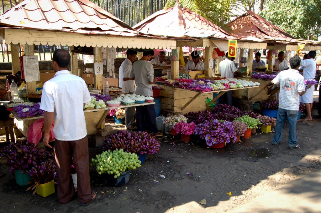 Stánky s lekníny, Srí Lanka 2009