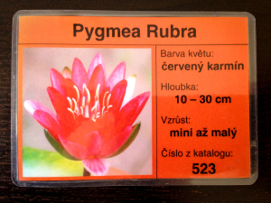 Občanka leknínu Pygmea Rubra