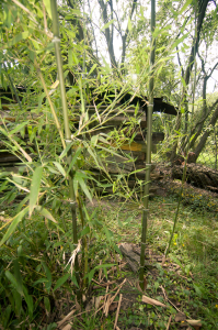 Phyllostachys atrovaginata 2015