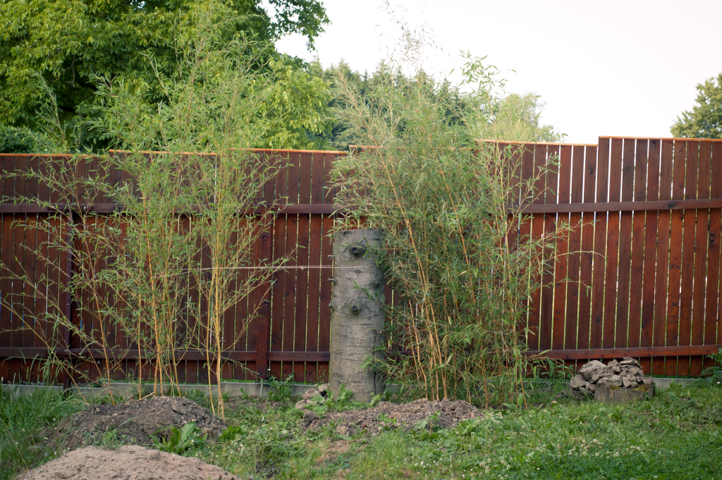 Živý plot z bambusu