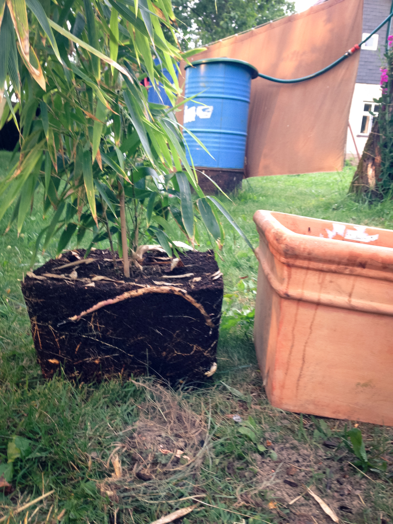 Phyllostachys atrovaginata z balkonu