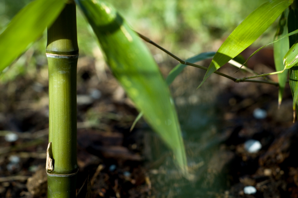 Phyllostachys Atrovaginata detail