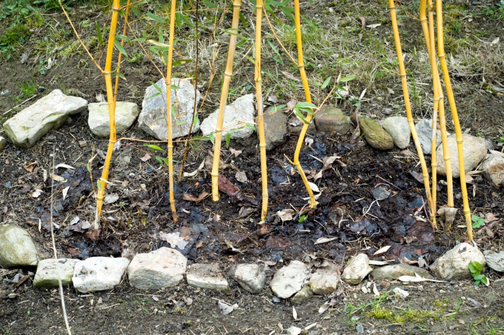 Živý plot (Phyllostachys Aureosulcata) po první zimě