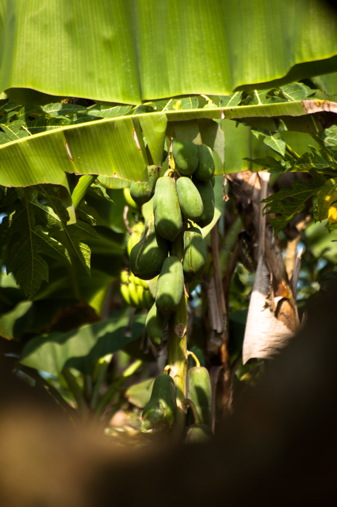 Papaya