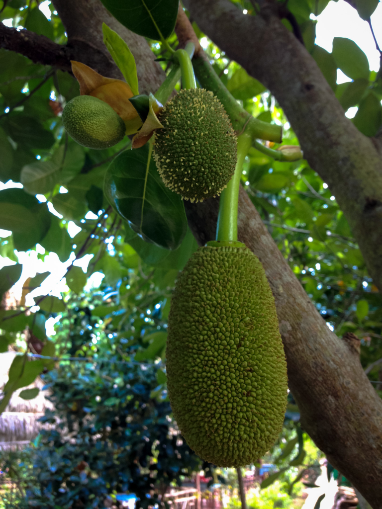 Jackfruit