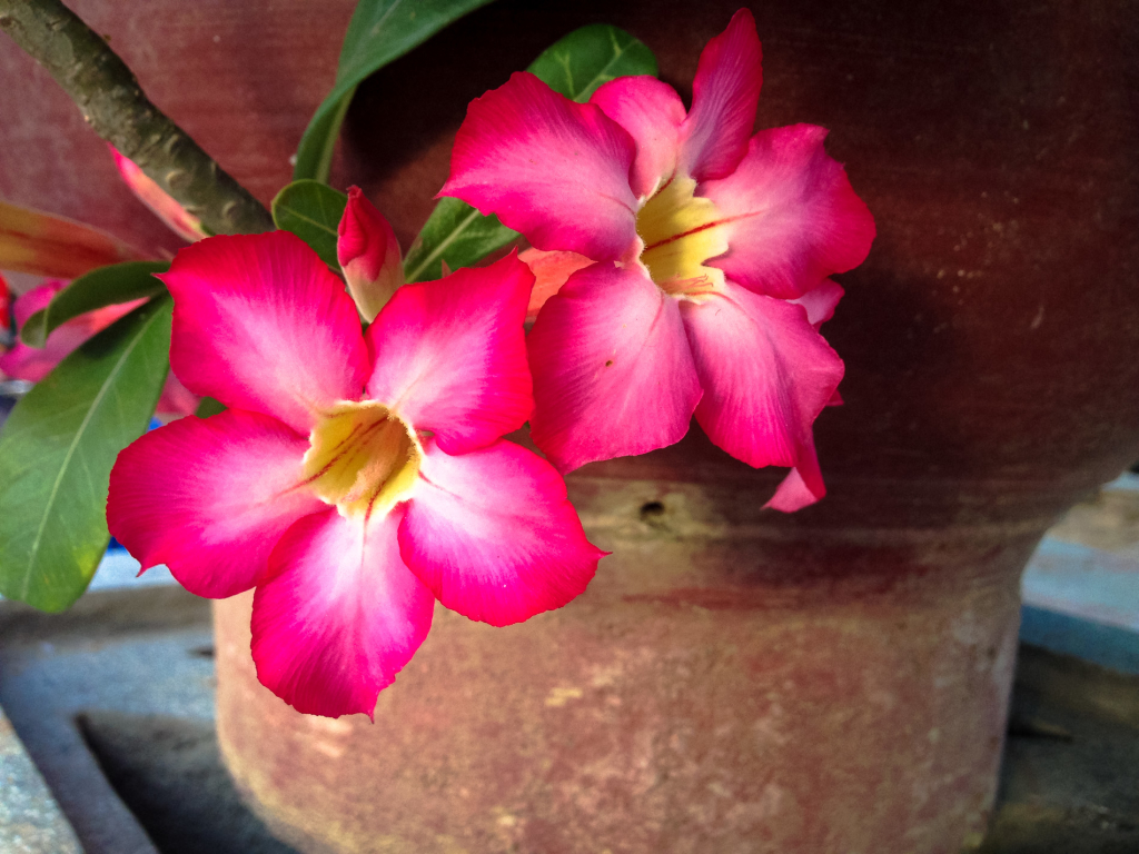 Adenium