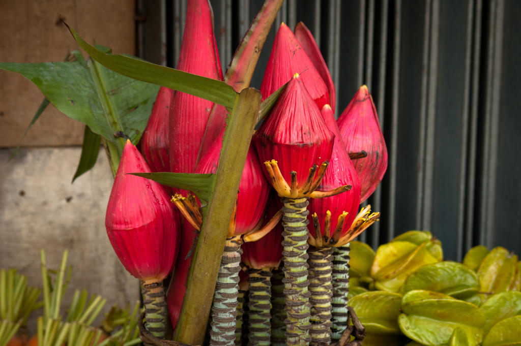Květy banánovníku
