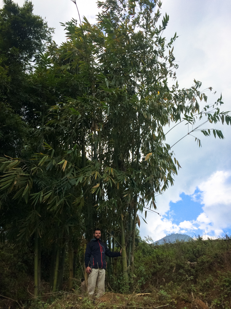 Velký bambus v Sapě