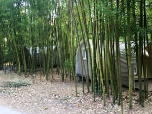 Bambusy kolem bungalovů v kempu le Pradal