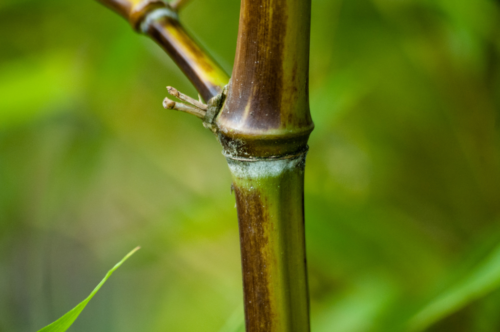 Omrzlé stéblo Phyllostachys Atrovaginata