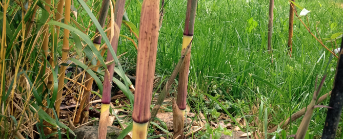 Phyllostachys aureosulcata přírůstky 24. 5. 2015