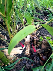Phyllostachys atrovaginata přírůstky 24. 5. 2015