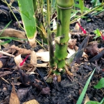 Phyllostachys atrovaginata přírůstky 24. 5. 2015