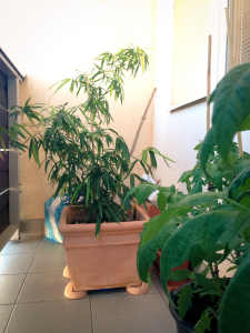 Phylostachys Atrovaginata na balkoně