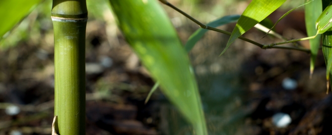 Phyllostachys Atrovaginata detail