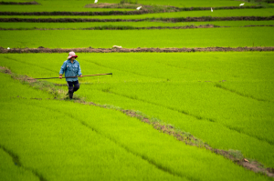 Rýžové pole u Nha Trang