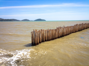 Bambusové kůly v oceánu. Důvod neznám.