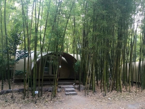 Bambusy v kempu le Pradal