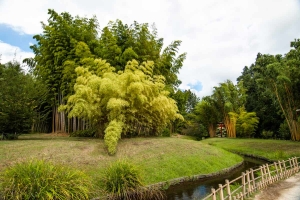 Mezi bambusy protéká potok