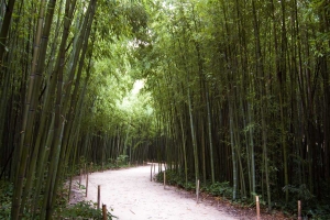 Cesta v zadní části bambusária Prafrance