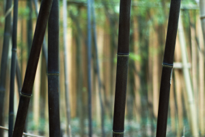 Černý bambus - Nigra