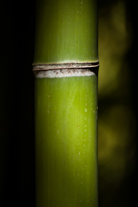 Detail bambusu