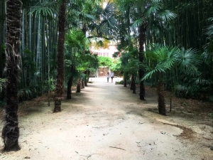 I palmy mají v bambusáriu