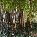 Phyllostachys Nigra