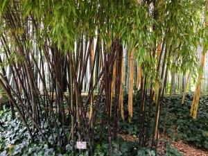 Phyllostachys Nigra