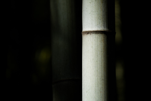 Detail bílého stébla