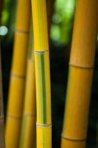 Žlutý bambus se zdobným zeleným proužkem