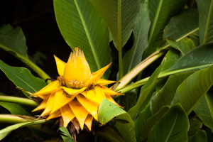 Květ banánovníku (Musella lasiocarpa)