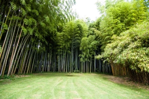 Prostor krásně vymezený bambusem