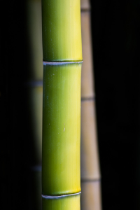 Detail žlutozeleného bambusu