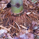 Kořeny Phyllostachysu