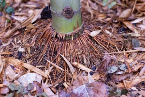 Kořeny Phyllostachysu