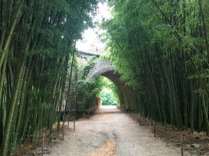 Ulička lemovaná vzrostlými Phyllostachysy