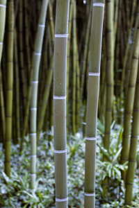 Zdobný bílý použek pod kolénkem bambusu