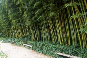 Cesta