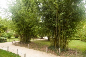Solitéry