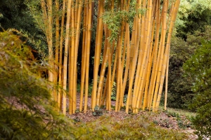 Žluté bambusy