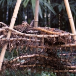 Kořeny Phyllostachysů