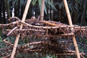 Kořeny Phyllostachysů